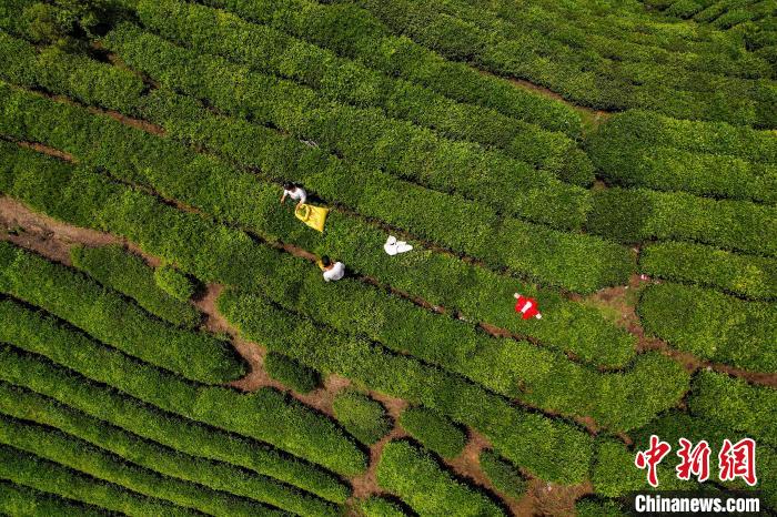 茶農(nóng)正在采摘新鮮茶葉?！√普?攝