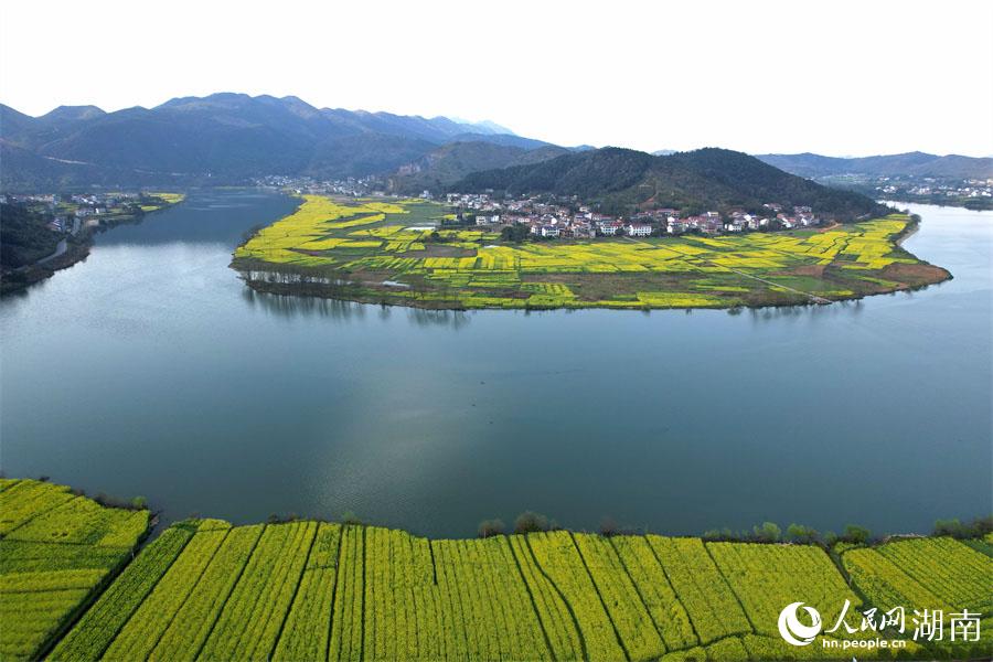 春江水暖，油菜花開。人民網(wǎng) 李芳森攝