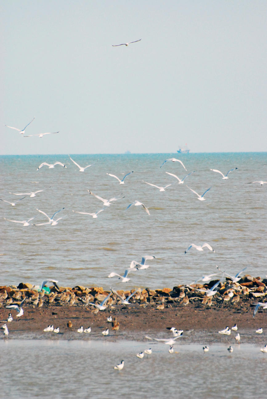“鳥中大熊貓”遺鷗飛抵濱城。戈榮喜攝
