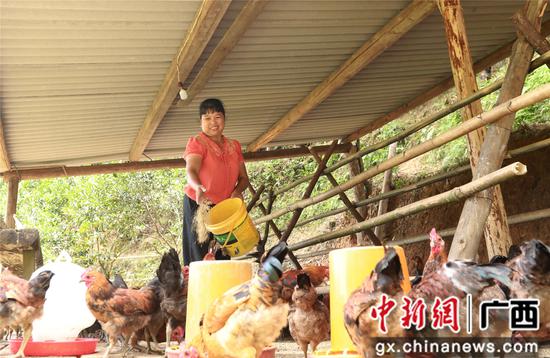 7月4日，在廣西柳州市融安縣大坡鄉(xiāng)崗偉村，脫貧戶藍遠仙在給“大坡飛雞”喂食。覃慶和 攝