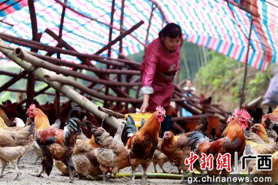 肖益群正在飼養(yǎng)土雞。