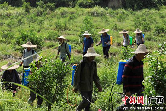 8月18日，在廣西柳州市融安縣大良鎮(zhèn)古蘭村古蘭屯，村民在金桔基地打藥。譚凱興 攝