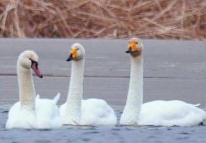 圖為疣鼻天鵝與大天鵝?！∏嗪?guó)家公園觀鳥(niǎo)協(xié)會(huì)供圖 攝