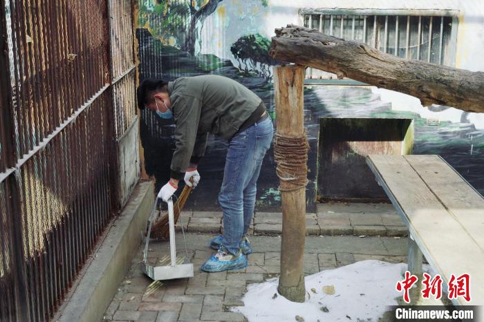 圖為雪豹“奶爸”史壽軍正在打掃豹館衛(wèi)生?！●R銘言 攝