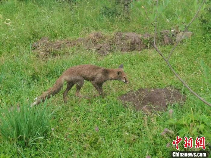 青?；ブ骄戎鷩叶壉Ｗo野生動物赤狐