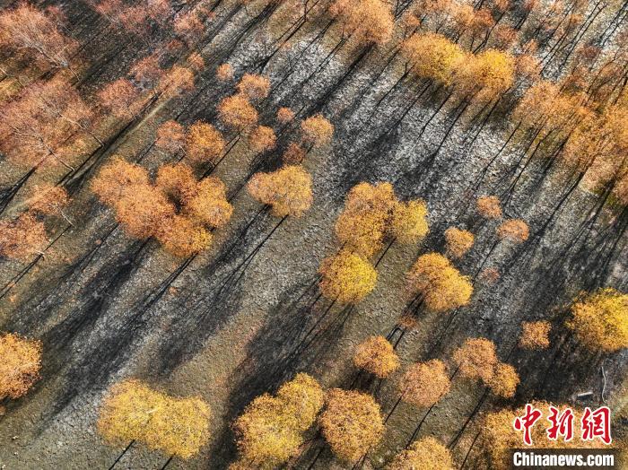 入冬時節(jié)，雅魯藏布江畔的樹林一片金黃?！《拘?攝