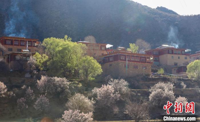暖陽下白玉縣河坡鎮(zhèn)正在盛開的桃花與藏式民居?！“子袢诿?攝
