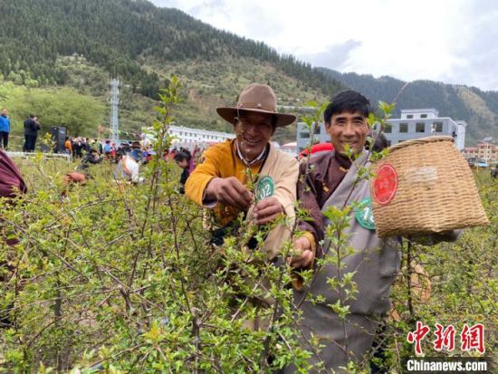 圖為當(dāng)?shù)剞r(nóng)牧民進(jìn)行藏雪茶采摘比賽。　王劍輝 攝