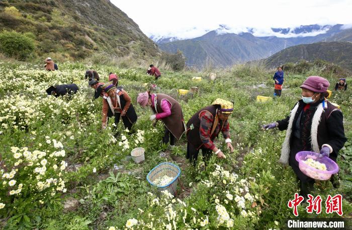 “落戶”黑水的杭白菊。桐鄉(xiāng)市宣傳部提供
