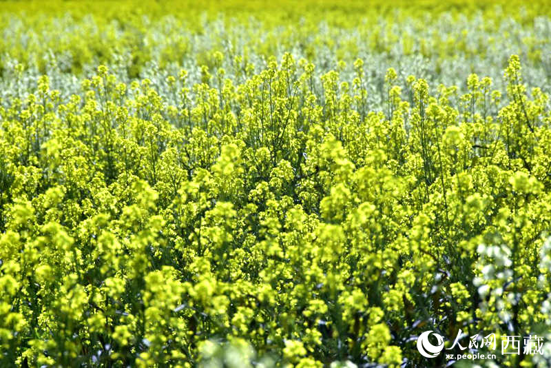 盛開的小油菜花。人民網(wǎng) 李海霞攝