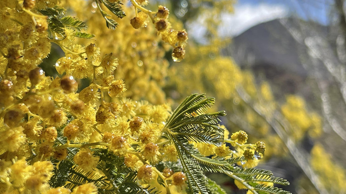 清晨帶著露珠的金合歡花。