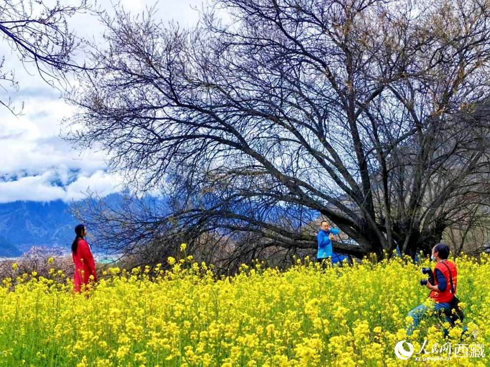 游客在桃花下拍照留念。人民網(wǎng) 李海霞攝