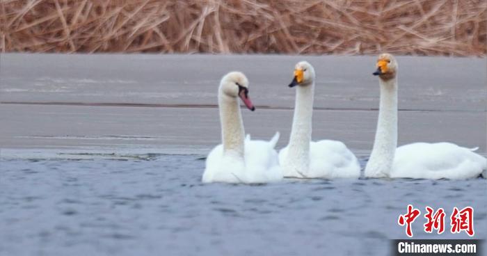 圖為疣鼻天鵝與大天鵝。　青海國(guó)家公園觀鳥協(xié)會(huì)供圖 攝