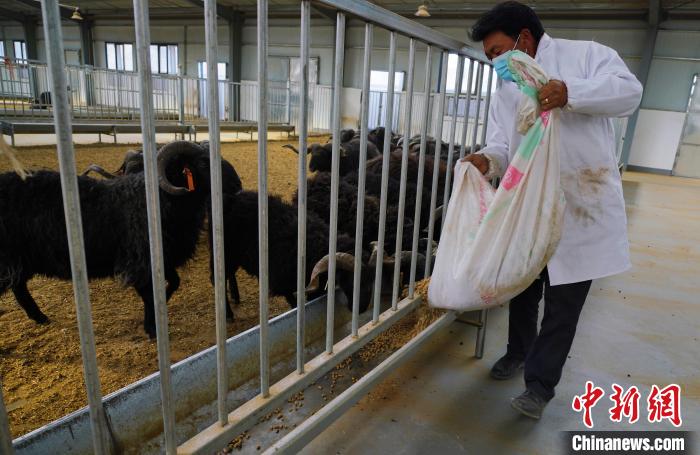 圖為飼養(yǎng)員給黑藏羊喂食?！●R銘言 攝