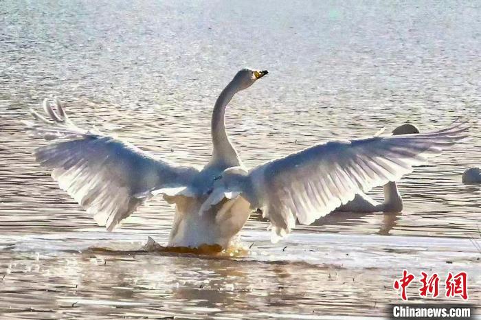 圖為一只大天鵝在水中沐浴?！?yán)桉 攝