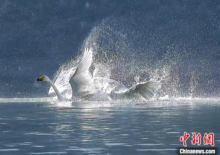 圖為大天鵝在水中嬉戲?！?yán)桉 攝