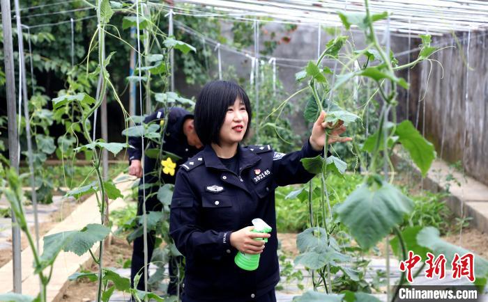 圖為李冬雪在溫室大棚里勞作?！∥鞑爻鋈刖尺叿罊z查總站供圖