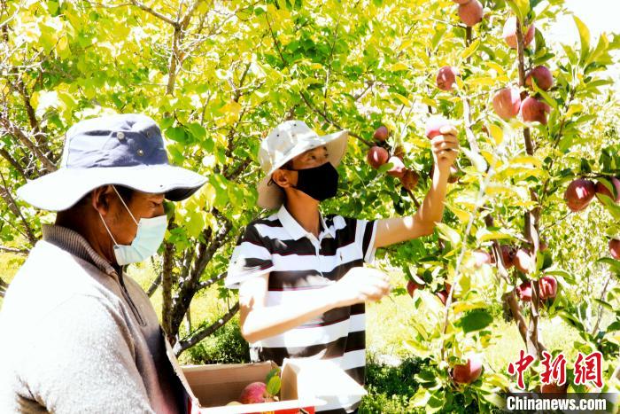 圖為西藏阿里札達(dá)縣底雅鄉(xiāng)村民在自家果園采摘果實(shí)?！“⑼?攝