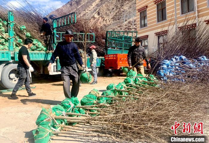民眾搬運(yùn)苗木。　昌都市芒康縣委宣傳部供圖
