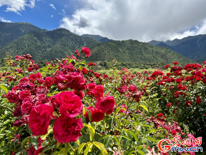 我們的家園丨【組圖】 綠水青山入畫，“金山銀山”筑起