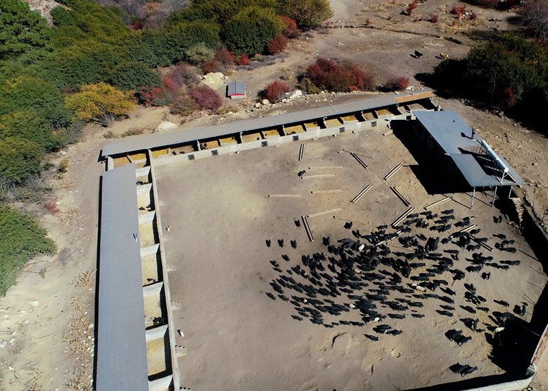 麥村藏香豬養(yǎng)殖基地。